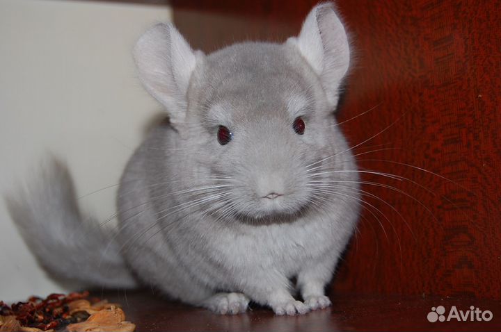 Продаются шиншиллы различных окрасов