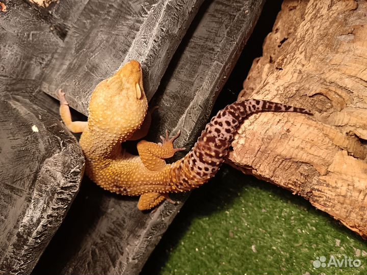 Ящерица эублефар