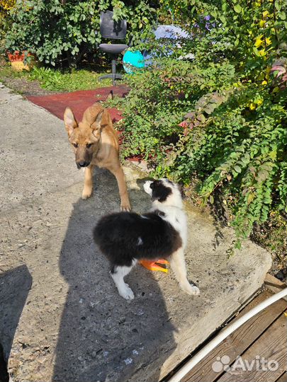 Щенок девочка 4 мес