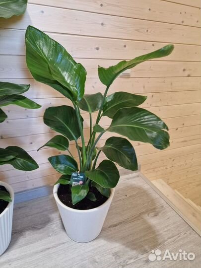 Стрелиция Николая Королевская 3 ствола