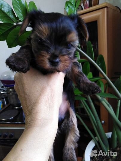 Йоркширский терьер щенки