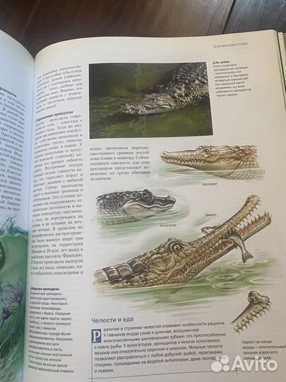 Иллюстрированный атлас эволюции