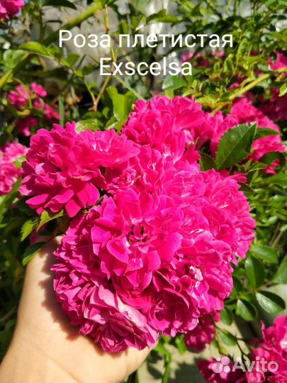 Кустарники