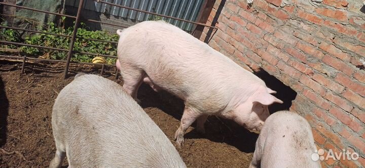 Хряк на племя, Свиноматки