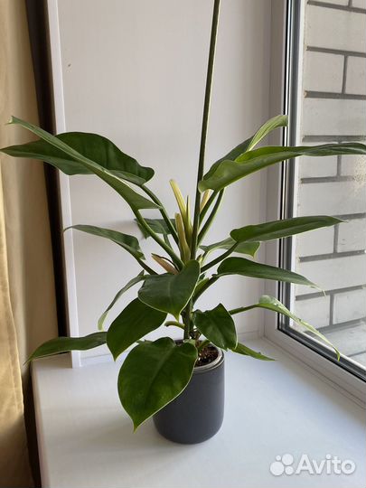 Филодендрон империал грин