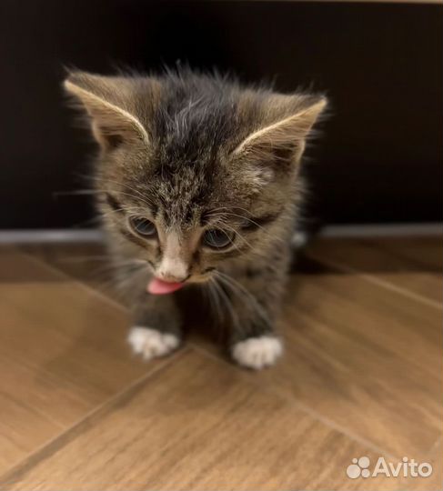 Отдам в добрые руки котенка