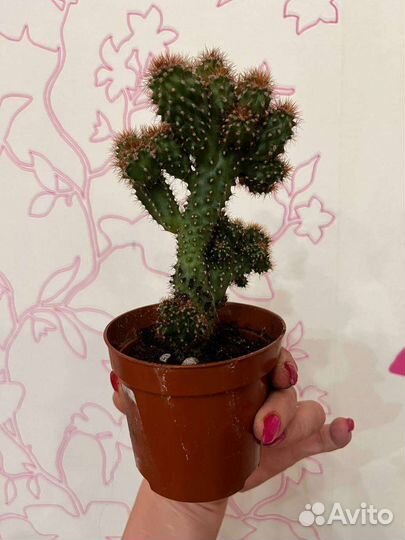 Кактус комнатные растения и цветы