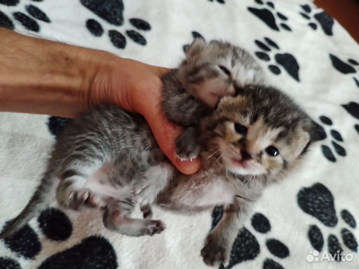 Шотландские