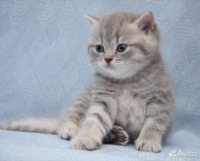 Британские котята вискас