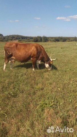 Отдам даром коровий навоз, самовывоз