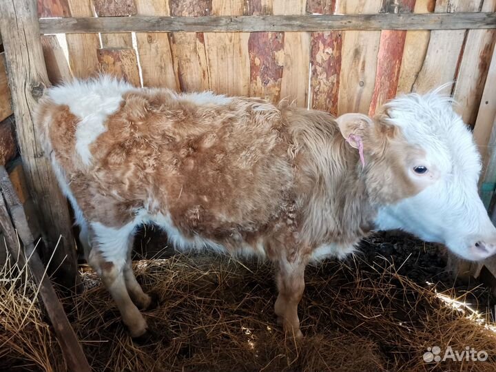 Домашние животные