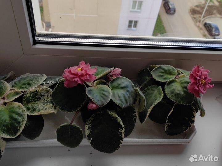 Сортовые фиалки цветущие