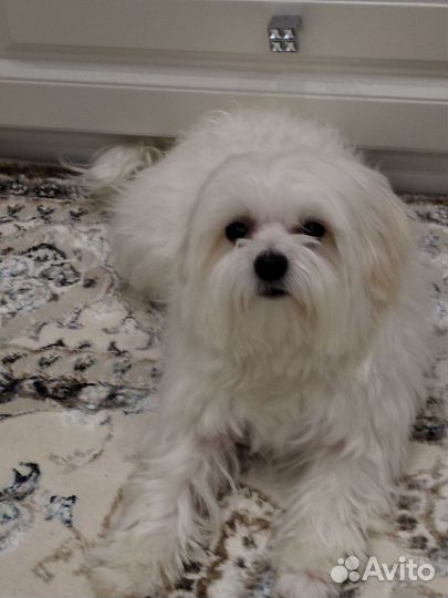 Мальтезе мини 3кг