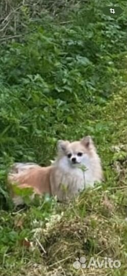 Продолжаем поиски собаки девочка 1,5 года Микка