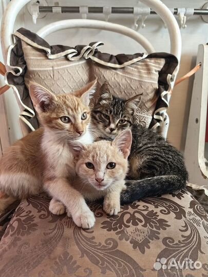 Котята в добрые руки