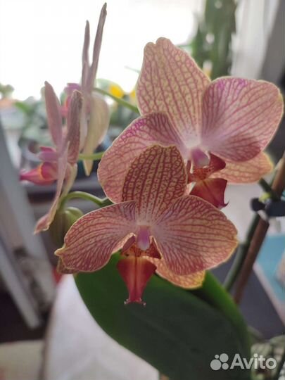 Орхидея фаленопсис