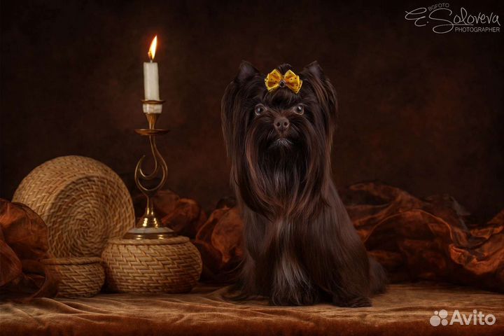 Йоркширский терьер горький шоколад