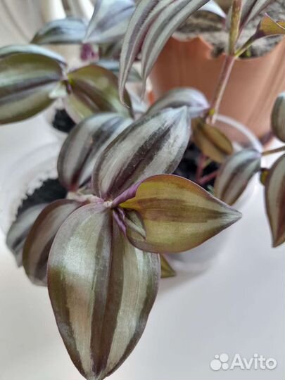 Традесканция зебрина