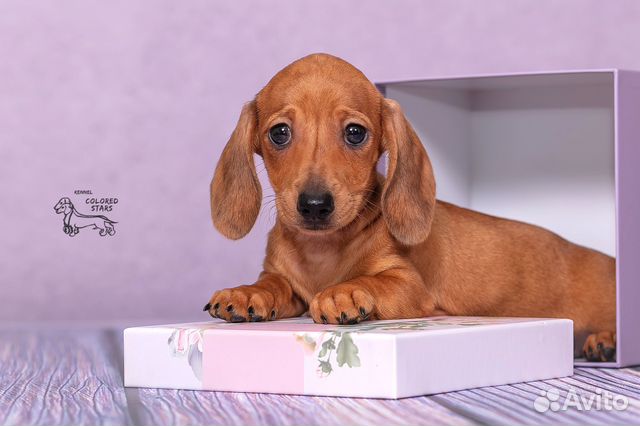 Шикарная девочка мелкая мини, ген пайболд