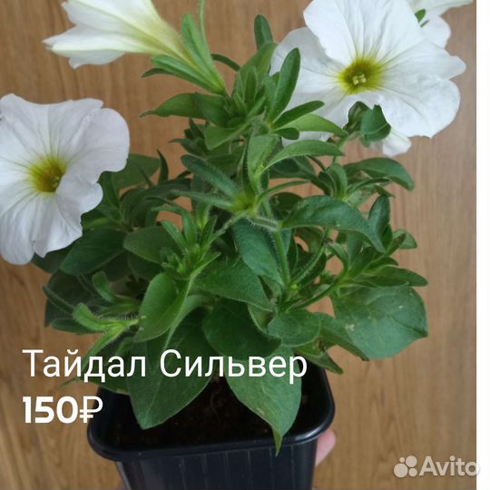 Ампельная петуния и Тайдалы