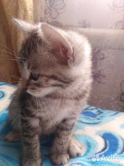 Котята бесплатно