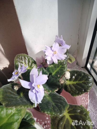 Фиалка в горшках