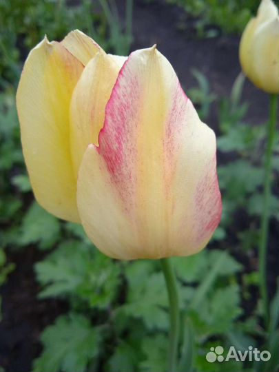 Цветы тюльпаны