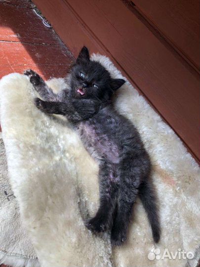 Марафет ищет шанс