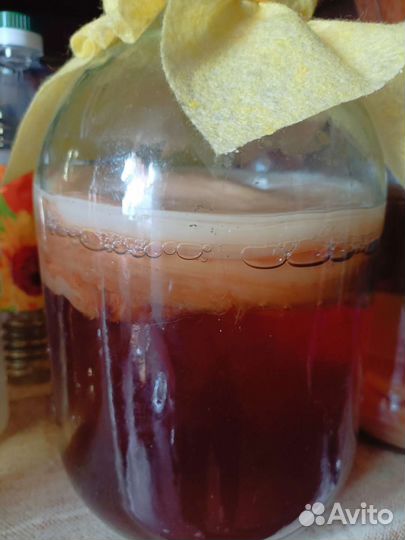 Чайныйгриб бесплатно