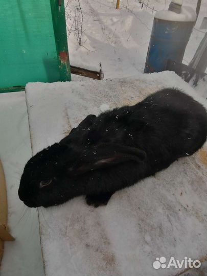 Кролик французский баран