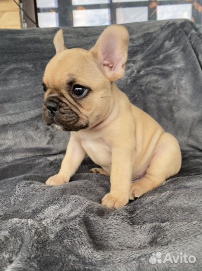 Французский бульдог