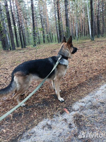 Собака немецкая овчарка девочка