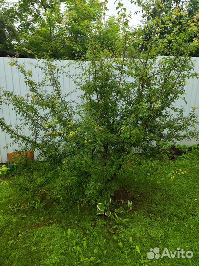 Плодовые деревья