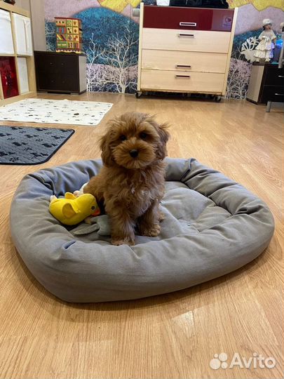 Мальтипу мальчик