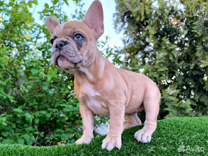 Эксклюзив красный мерле девочка разноглазая