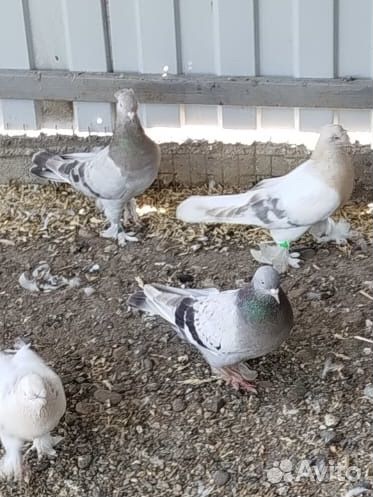 Голуби такла