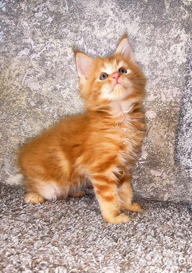 Мейн-кун котёнок мальчик
