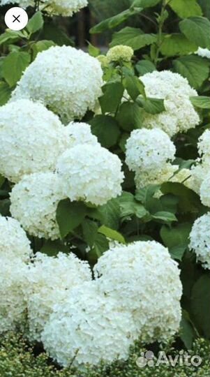 Гортензия Анабель