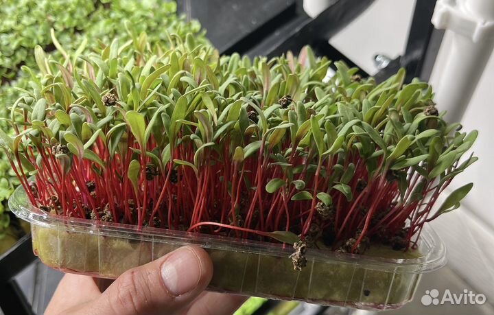 Мангольд (свеклала)