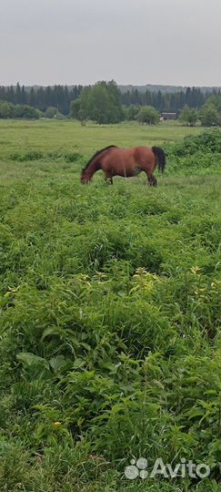 Кони продажа