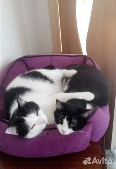 Кошки бесплатно