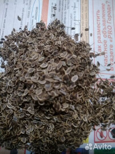 Семена укропа