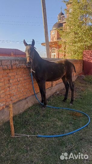 Англо рысак