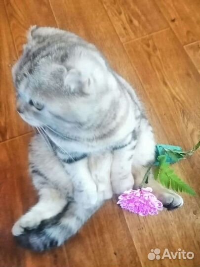 Шотландский вислоухий