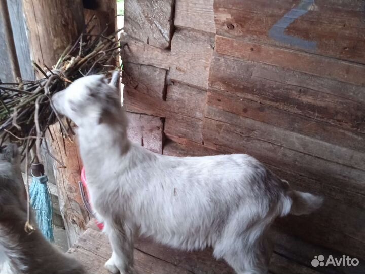 Козел и козлушка помесь ламанча и нубийской породы