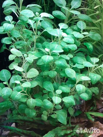 Аквариумные растения