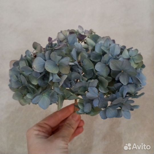 Гортензия сухоцвет