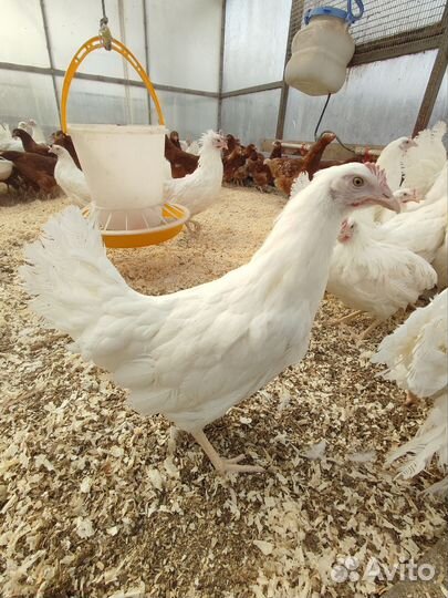 Курица молодка