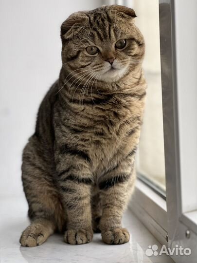 Кот на вязку