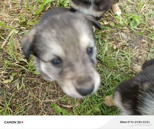 Продаю щенков